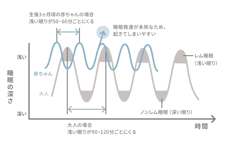睡眠サイクルの赤ちゃんと大人のレム睡眠とノンレム睡眠